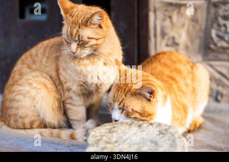 two orange cats sleeping together being cozy. a pair of cute orange cats. pets friendship hygge concept Stock Photo