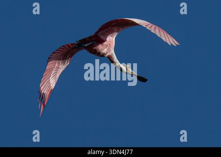 Roseate spoonbill - Platalea ajaja - a pink wading bird in Everglades National Park Florida - flying over wildlife wetlands & habitat Stock Photo