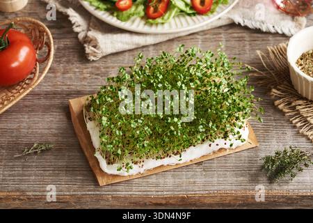 Fresh homegrown broccoli sprouts or microgreens on a table with vegetable salad in the background Stock Photo