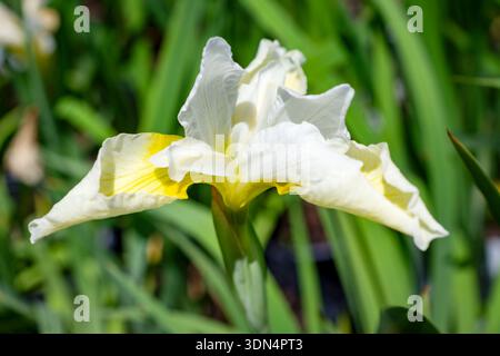 Elegant white and yellow Siberian Iris (Iris sibirica) blooming at a Waukesha County, Wisconsin nursery during a sunny June day. Stock Photo