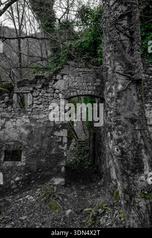 Ancient stone doorway and tree trunk inside overgrown forest ruins Stock Photo