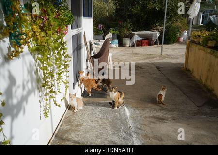 Group of stray cats and kittens gathering in a sunny courtyard in Rotasi village, Crete, authentic Greek island life. Stock Photo