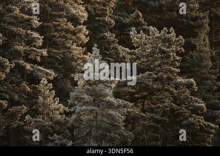Winter forest with frost-covered trees in sunlight, Korpostroem, Korpo or Korppo, southwestern archipelago, Finland Stock Photo