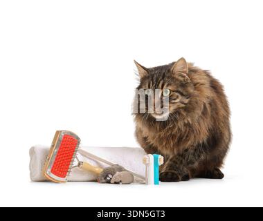 Cute fluffy cat with toothbrushes and toys on white background Stock Photo