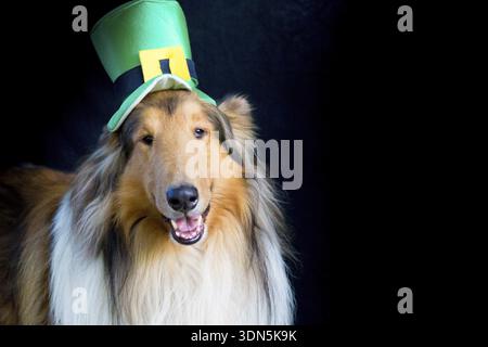 Portrait of a Rough Collie dog with saint patrick's day top hat, Argentina, Argentina Stock Photo