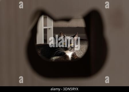 A black cat resting in the warm sunlight, gazing directly into the camera through a unique cat-shaped window. The perfect blend of cozy relaxation Stock Photo