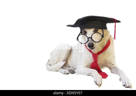 Mongrel dog with cap, glasses, tie and graduation diploma on white background Stock Photo