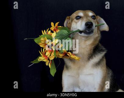 Portrait dog with a bouquet of flowers in his mouth on a black background Stock Photo