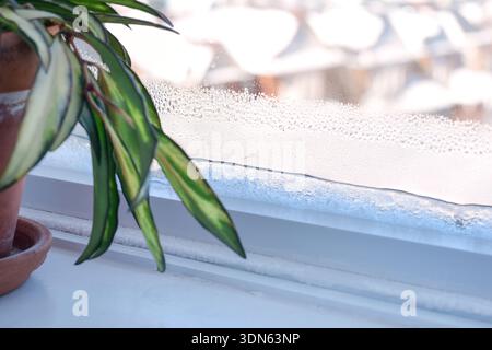 Green houseplant on an indoor windowsill with frost forming on the inside of the window. Winter home interior showing cold exposure, poor insulation, Stock Photo