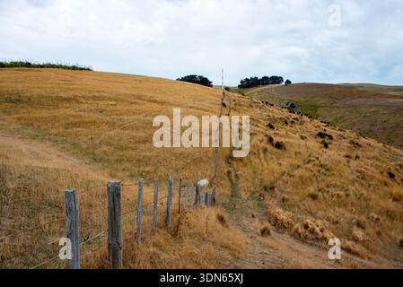 Sheep Pasture in Canterbury Region - New Zealand Stock Photo