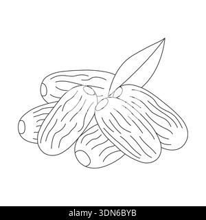 Premium brown dates fruit vector illustration: healthy organic food icon for ramadan design Stock Vector