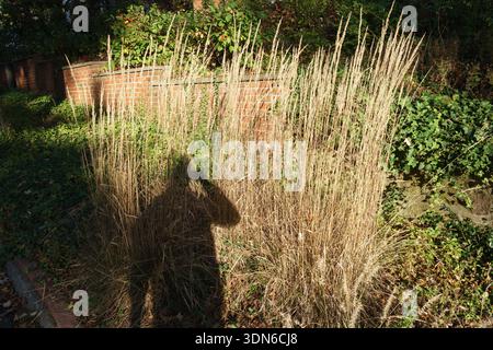 Distinct shadow of a photographer cast upon sun-drenched ornamental grasses and lush green ivy against a red brick wall. Stock Photo