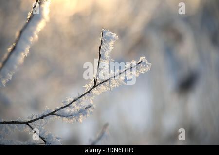 Close-up view of frost-covered twigs sparkling with ice formations against a blurred, warm background of winter light Stock Photo