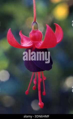 CLOSE-UP OF PURPLE & RED FUCHSIA MAGELLANICA FLOWER. AUSTRALIA. ALSO KNOWN AS HUMMINGBIRD OR HARDY FUCHSIA. Stock Photo