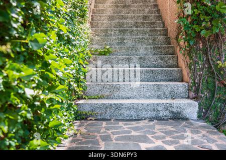Upward steps with fresh vines on wall. Stock Photo