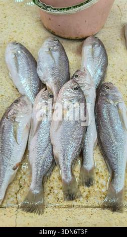 High-angle view of fresh, silvery-scaled croaker fish arranged on a wet, speckled stone surface in a traditional market setting, ready for purchase. Stock Photo