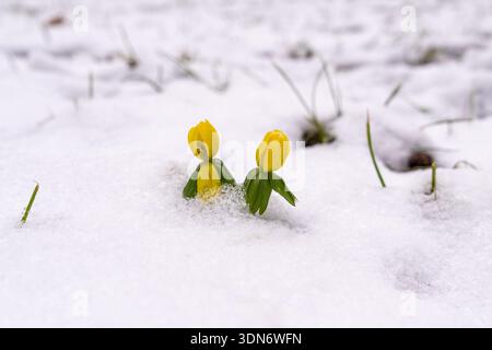 Closeup of winter aconite flowers Eranthis hyemalis growing through snow. Contrast of yellow petals and white snow, winter nature and early spring con Stock Photo
