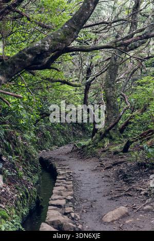 Levada trail through laurel forest on Madeira Portugal, on Levada do Caldeirao Verde PR9 beside stone water canal under arching branches Stock Photo