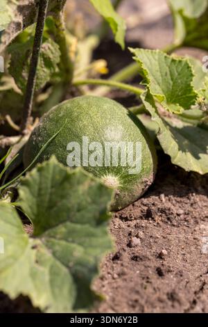 pumpkin growing in the ground, about to be harvested in Asturias, Spain ...