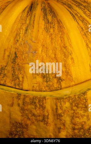 pumpkin cut in half, ripe large pumpkin cut in two halves Stock Photo