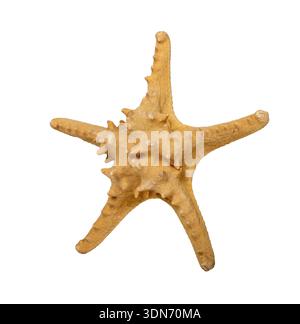 Single dried starfish isolated on white background with rough porous surface and five uneven arms. Natural marine star for coastal decor, summer conce Stock Photo