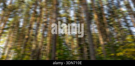 Abstract motion blur forest scene with pine tree trunks. Dynamic nature background created by camera movement, showing speed, rhythm, and natural colo Stock Photo