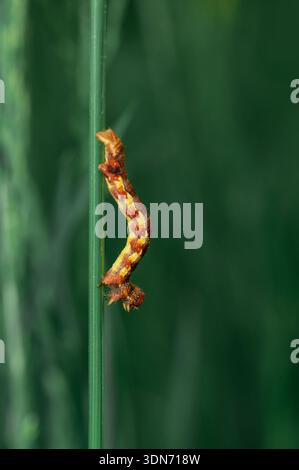 Geometer caterpillar (inchworm) climbing on green grass blade, macro wildlife photography with selective focus and natural background Stock Photo