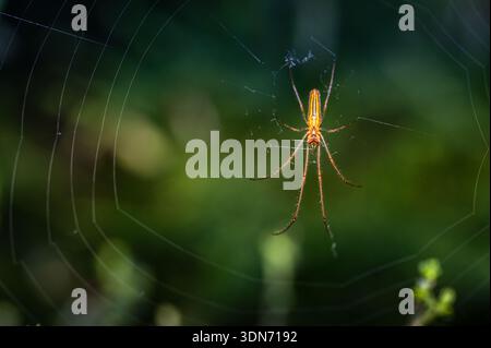 Orb-weaver spider on web in natural habitat, macro wildlife photography with green background and selective focus Stock Photo