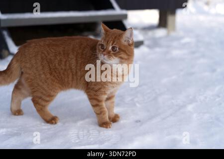 lost domestic ginger cat walking on snow in countryside  Stock Photo