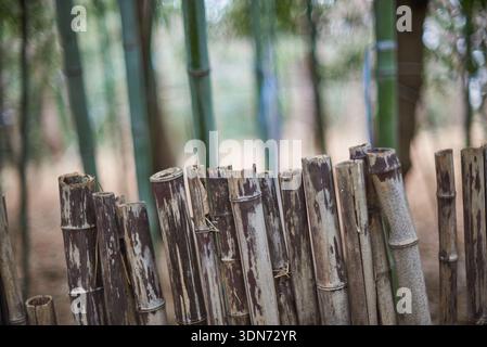 Close-up of weathered bamboo fence with green bamboo grove blurred in background, rustic natural texture and earthy tones. Stock Photo
