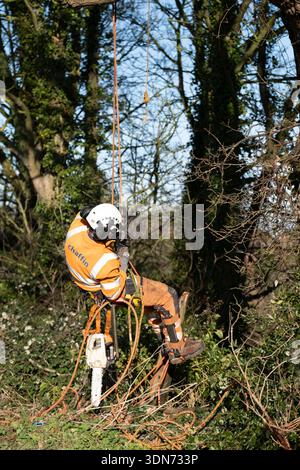 Professional tree surgeon working high in a mature oak tree canopy, certified arborist performing crown reduction on a large oak tree, experienced tree Stock Photo