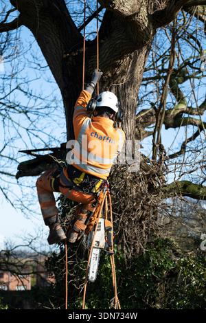 Professional tree surgeon working high in a mature oak tree canopy, certified arborist performing crown reduction on a large oak tree, experienced tree Stock Photo
