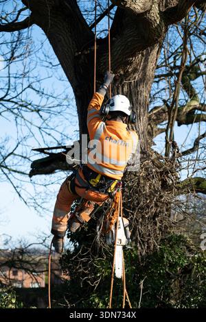 Professional tree surgeon working high in a mature oak tree canopy, certified arborist performing crown reduction on a large oak tree, experienced tree Stock Photo