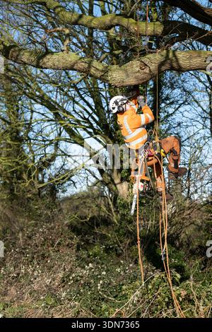 Professional tree surgeon working high in a mature oak tree canopy, certified arborist performing crown reduction on a large oak tree, experienced tree Stock Photo
