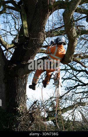 Professional tree surgeon working high in a mature oak tree canopy, certified arborist performing crown reduction on a large oak tree, experienced tree Stock Photo