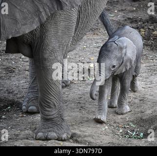 Nottingham estate, southern Zimbabwe, Africa Stock Photo