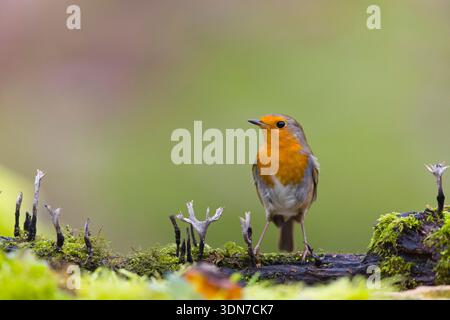 European robin Erithacus rubecula, adult perched on fallen branch with Candlesnuff fungus Xylaria hypoxylon, growing on it, Suffolk, England, January Stock Photo