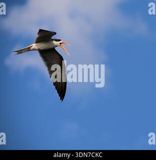Botswana, Africa Stock Photo