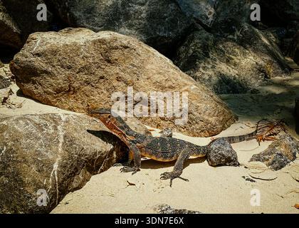 Lizard Basking Sun. Coastal Wildlife Portrait Capturing Iguana Resting In Golden Sunlight Amid Rocks Stock Photo