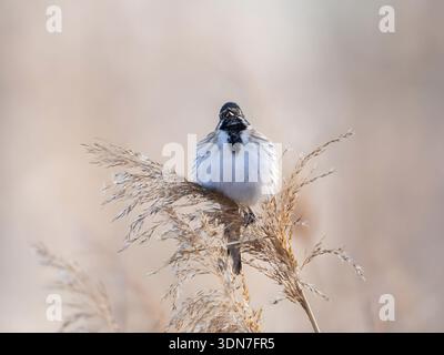 Small white and black bird perched on dry grass in natural setti Stock Photo