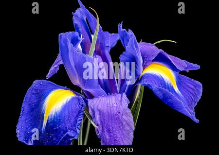 Vibrant Blue Dutch Iris Flower with Water Drops on Black Background Stock Photo