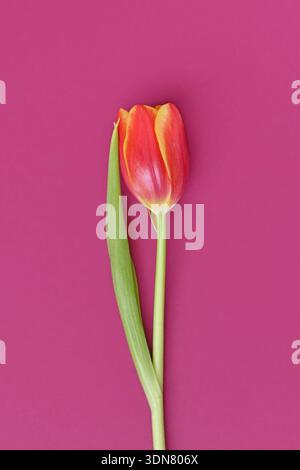 Single dark pink tulip flowers with yellow tips on pink background Stock Photo