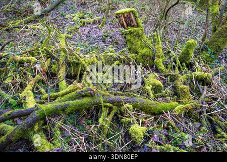 Moss covered dead tree branches. Stock Photo