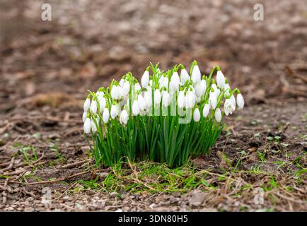 One of the first flowers of Spring, a clump of white Snowdrops, in full bloom after pushing up through leaves at Lytham Hall, Lytham, Lancashire, UK. Stock Photo