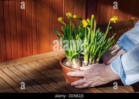 Woman hands placed flower pot with planted daffodil flowers on wooden table Stock Photo