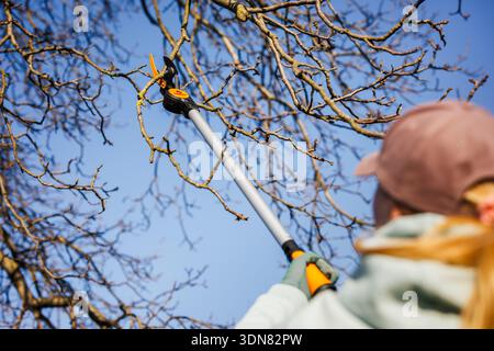 Woman using long pruning shears to trim high branches at fruit tree in orchard. Gardening tool Stock Photo