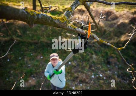 Gardener using long pruning shears for seasonal trimming trees in garden. Woman cutting branch with gardening tool extendable loppers Stock Photo
