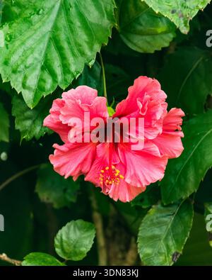 A Double Hibiscus, Hibiscus rosa-sinensis, flower on Kauai, Hawaii. Stock Photo
