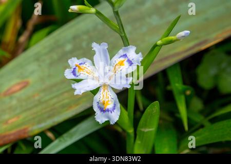 Fringed Iris, Iris japonica, also known as the butterfly flower, in Costa Rica. Stock Photo