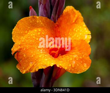 Raindrops on a Canna Lily in a garden in Costa Rica. Stock Photo